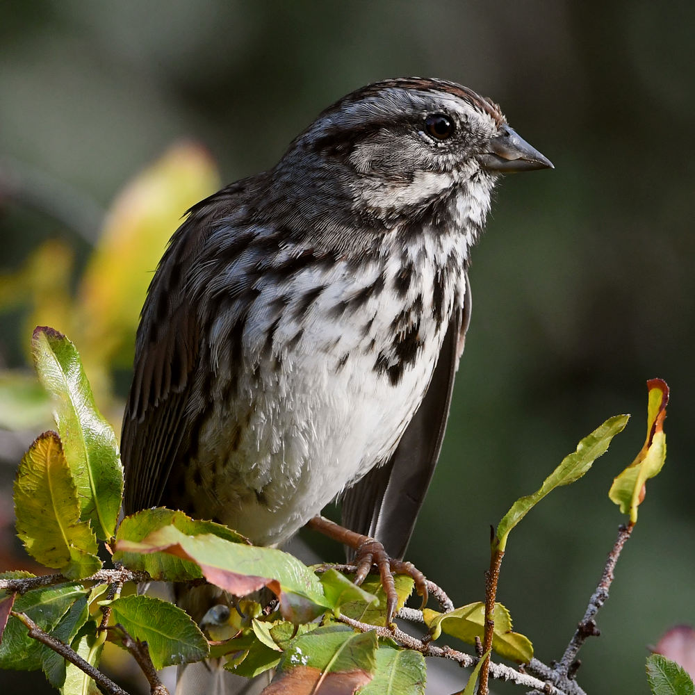 Sparrow6.jpg