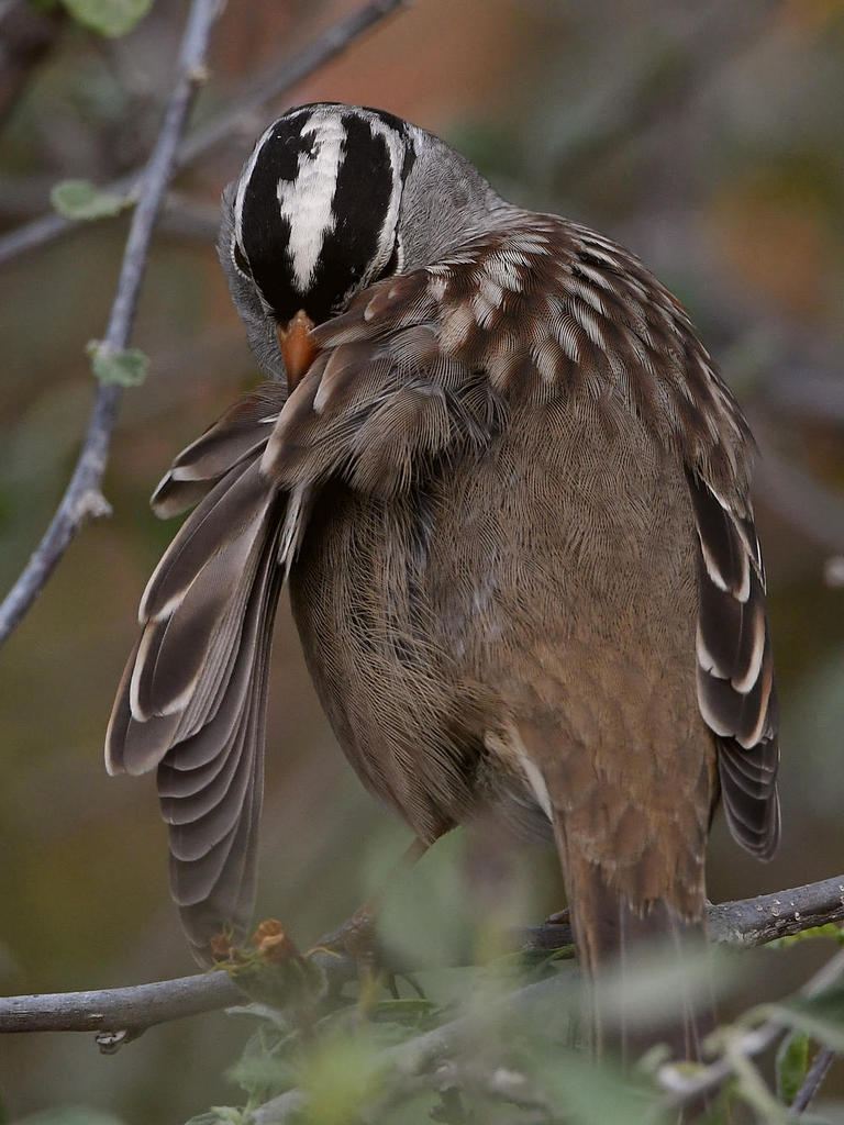 Sparrow6.jpg