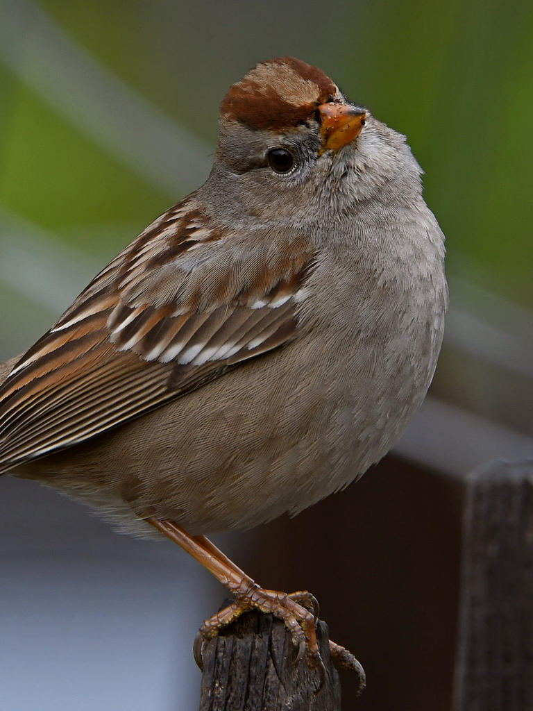 Sparrow6.jpg