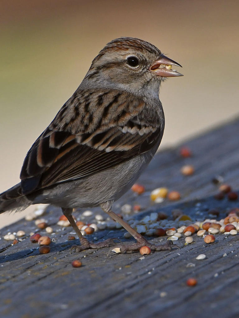 Sparrow6.jpg