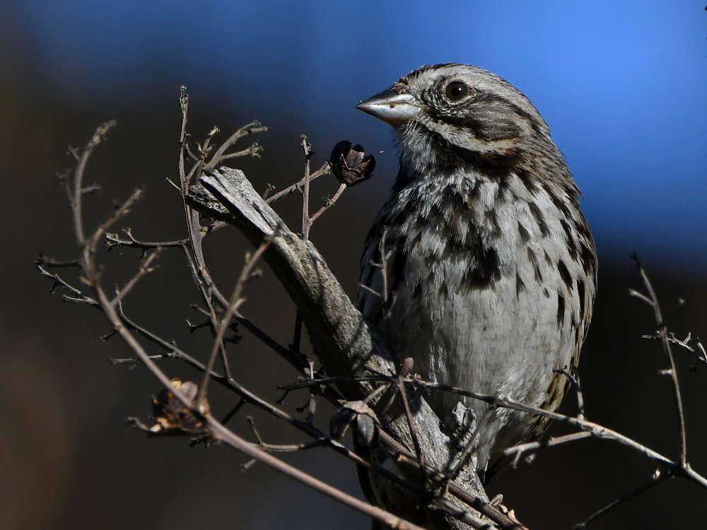 Sparrow6.jpg