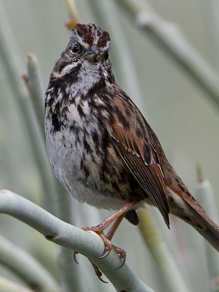 Sparrow6.jpg
