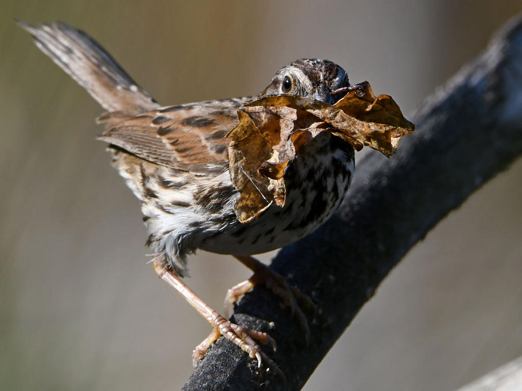 Sparrow6.jpg