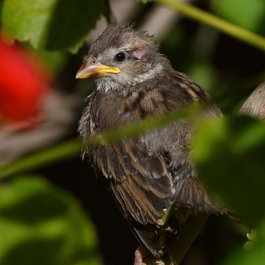 Sparrow6.jpg