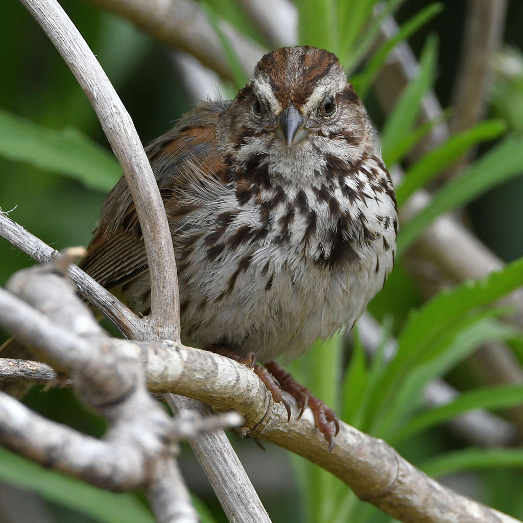 Sparrow6.jpg