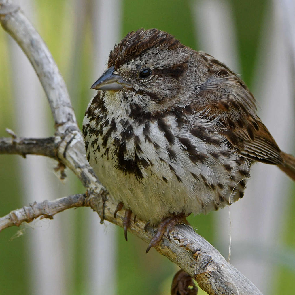 Sparrow6.jpg
