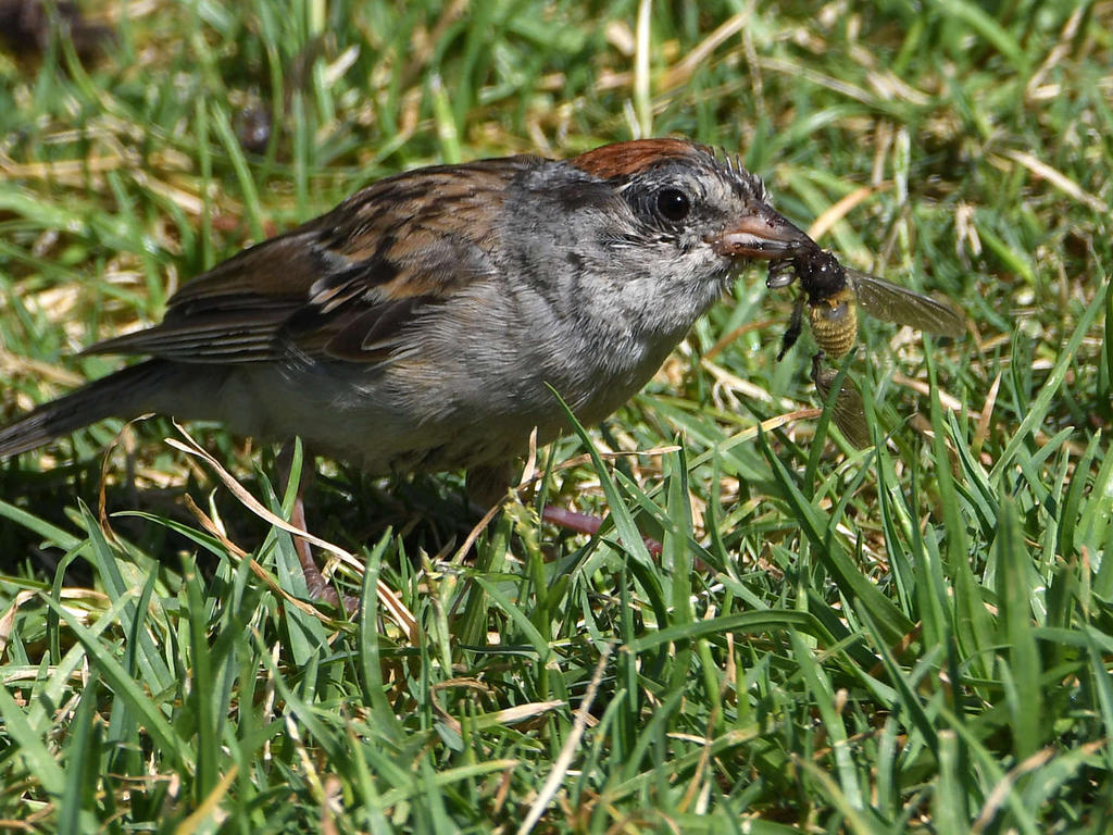 Sparrow6.jpg