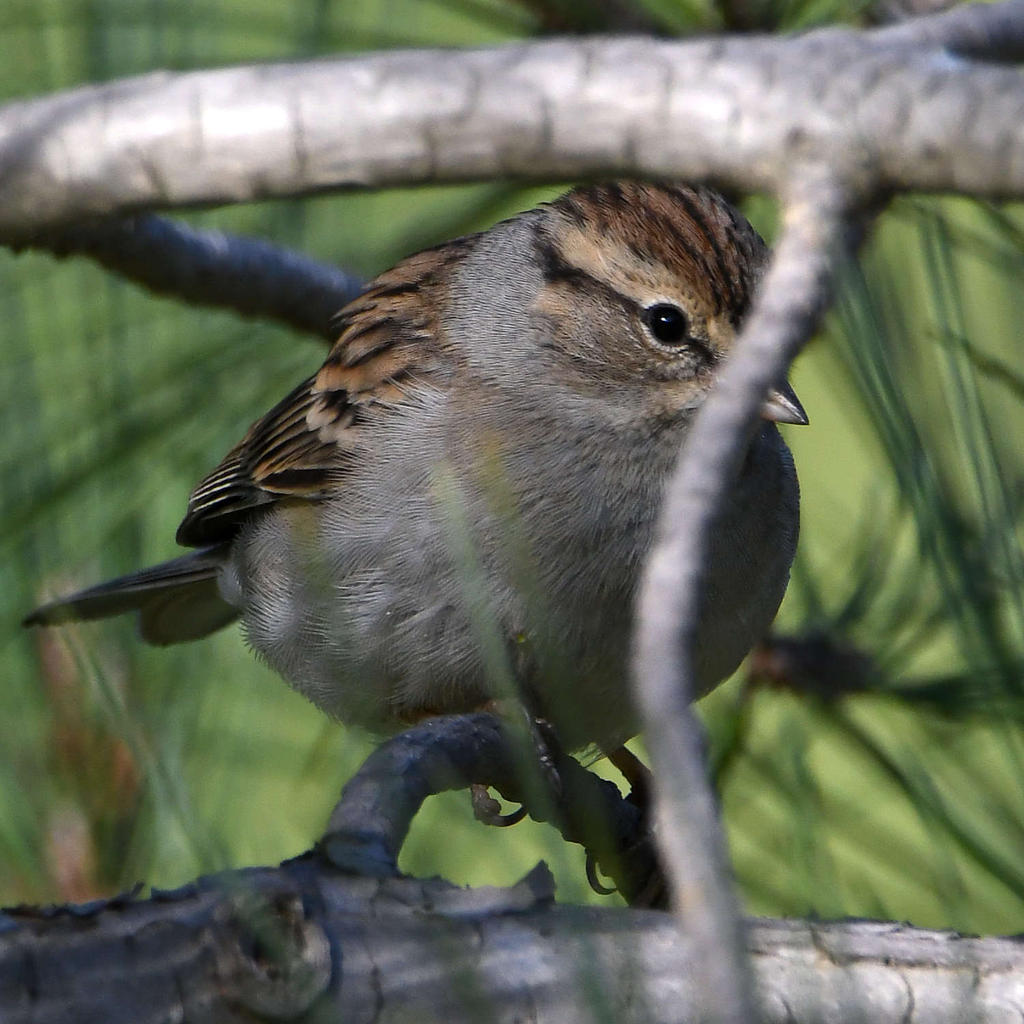 Sparrow6.jpg