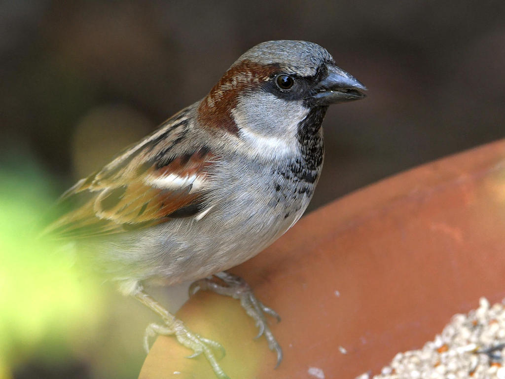 Sparrow6.jpg