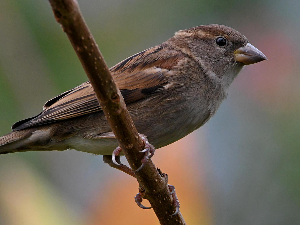 Sparrow6.jpg