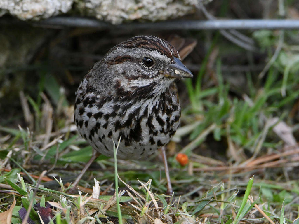 Sparrow6.jpg