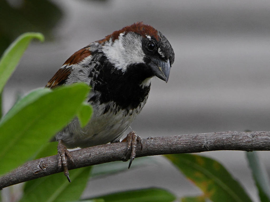 Sparrow6.jpg