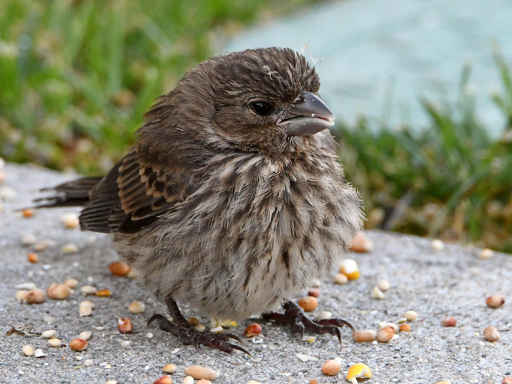 Sparrow6.jpg