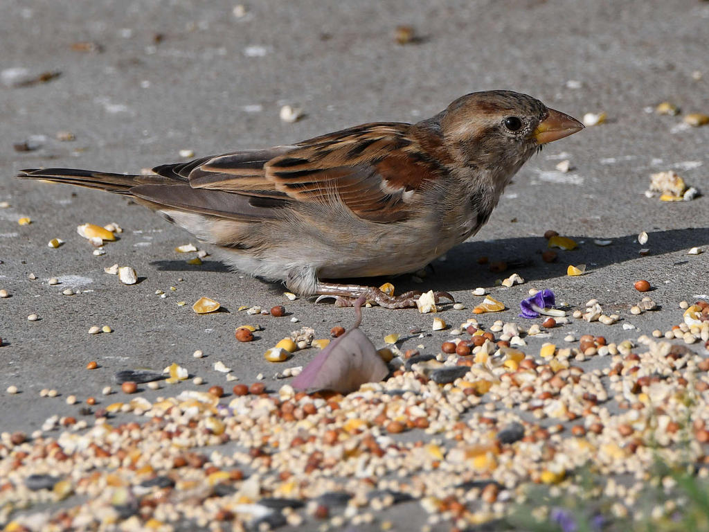Sparrow6.jpg