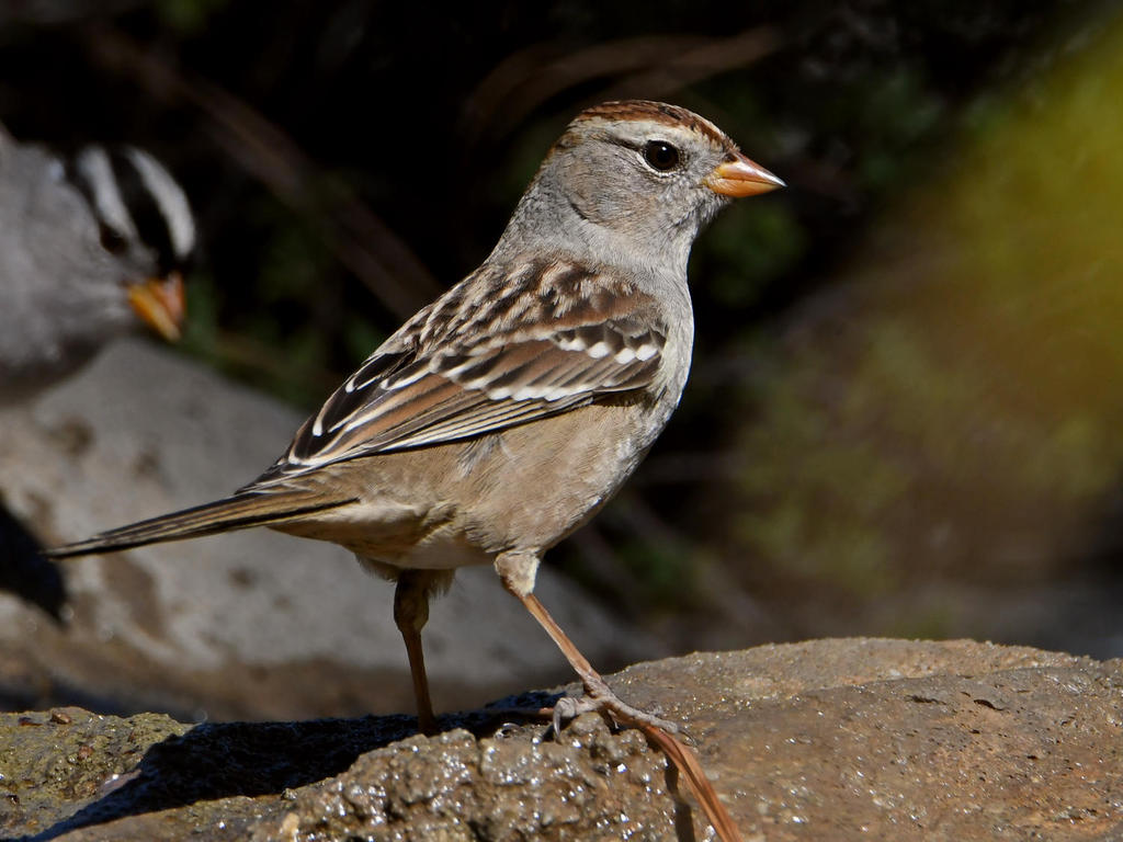 Sparrow6.jpg