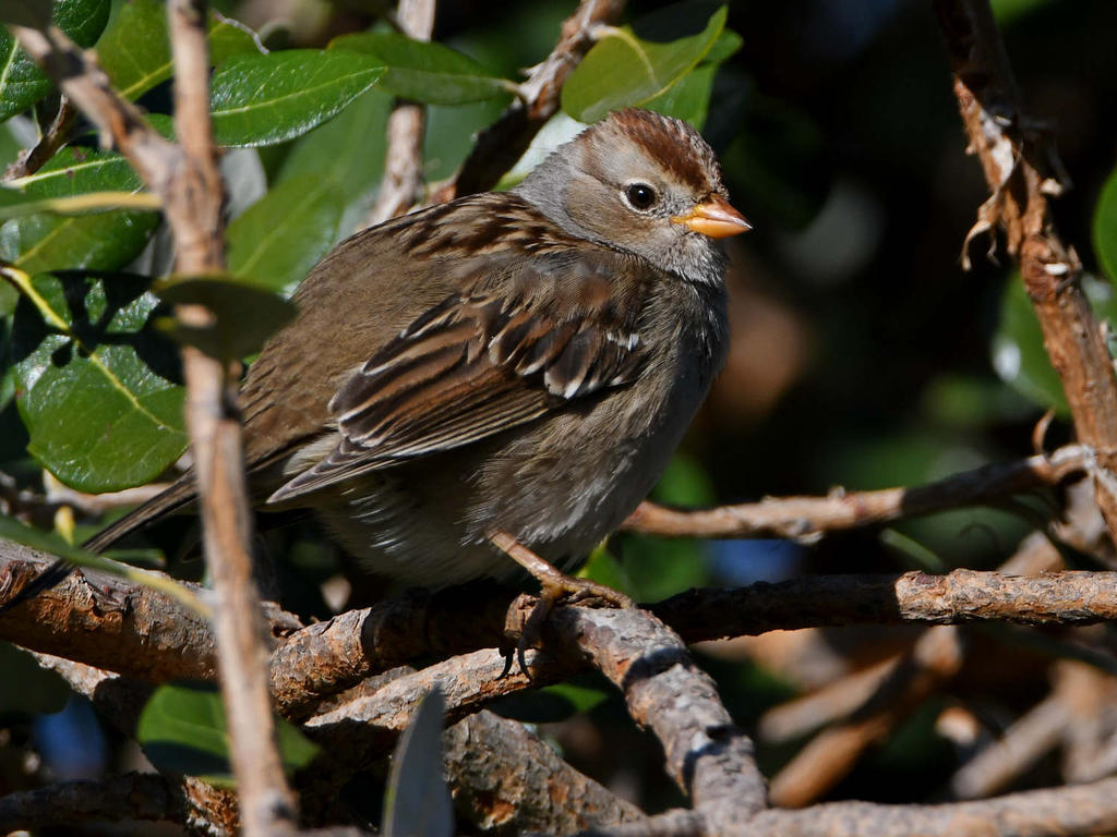 Sparrow6.jpg