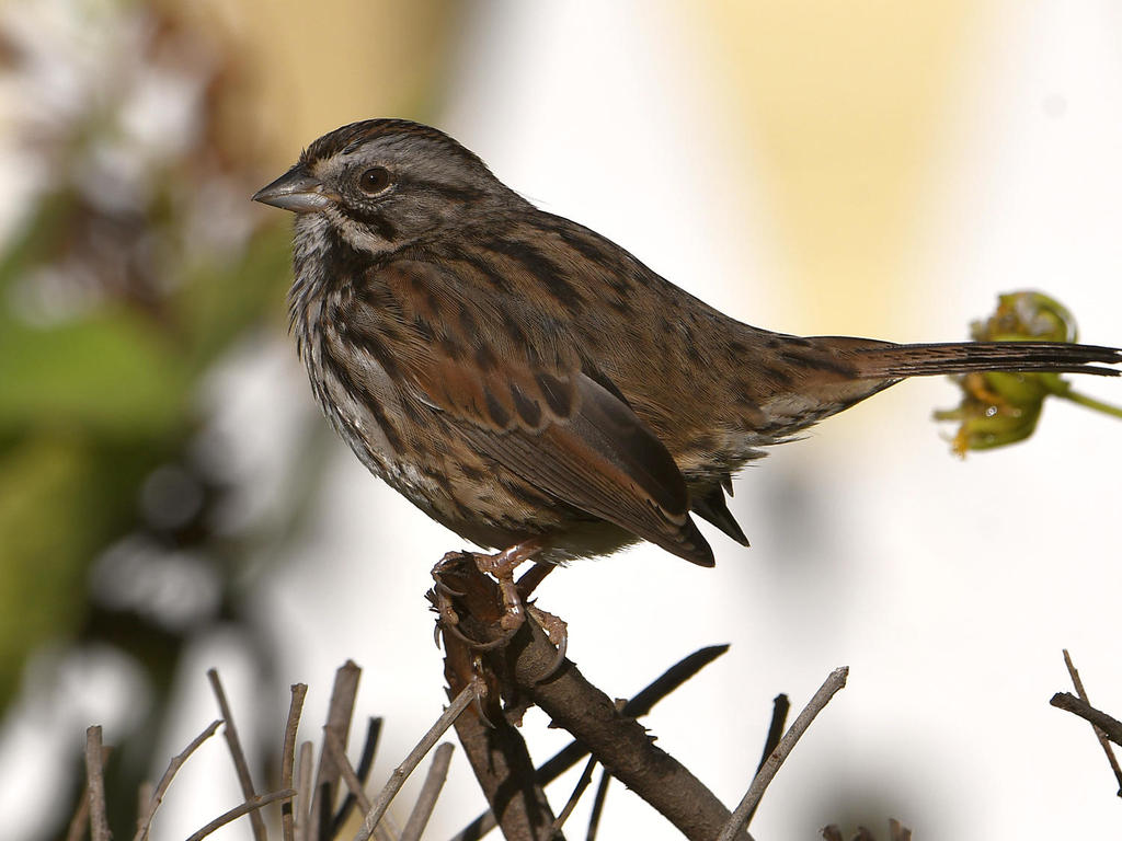 Sparrow6.jpg