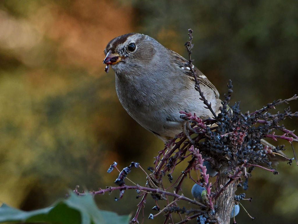 Sparrow6.jpg