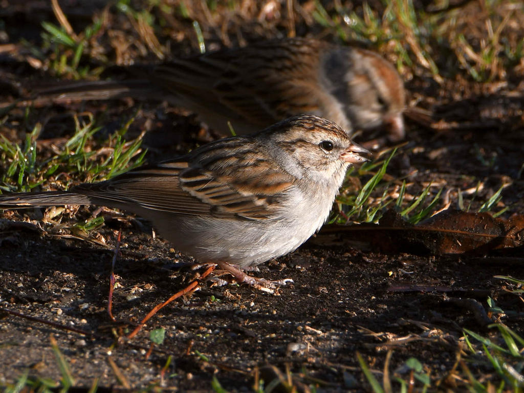 Sparrow6.jpg