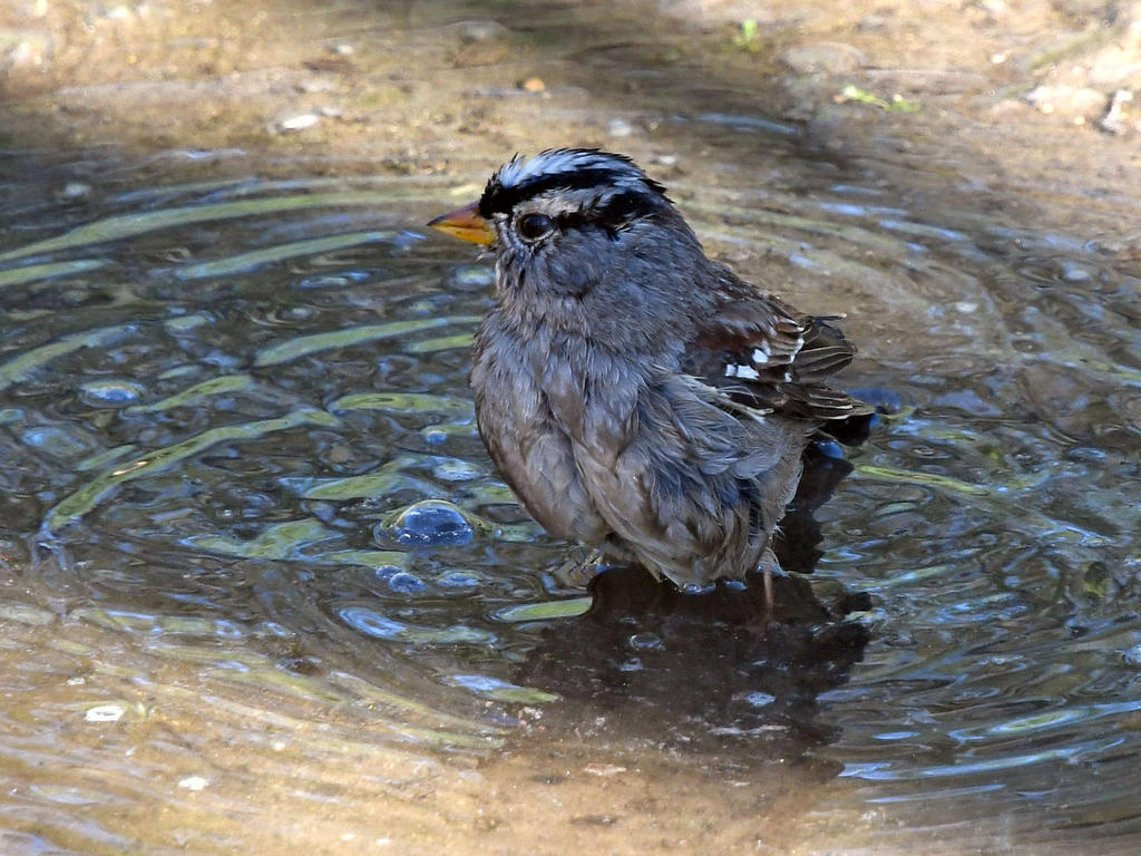Sparrow6.jpg