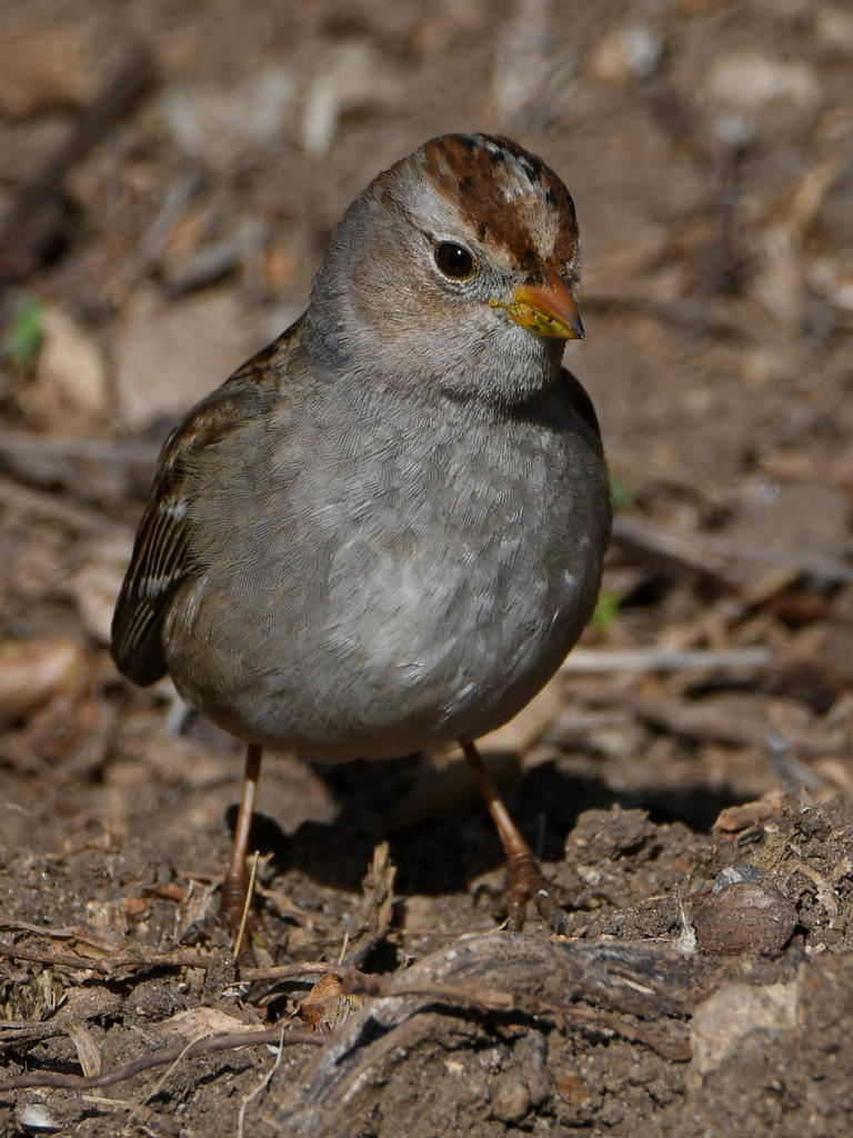 Sparrow6.jpg