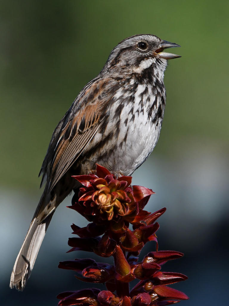 Sparrow6.jpg