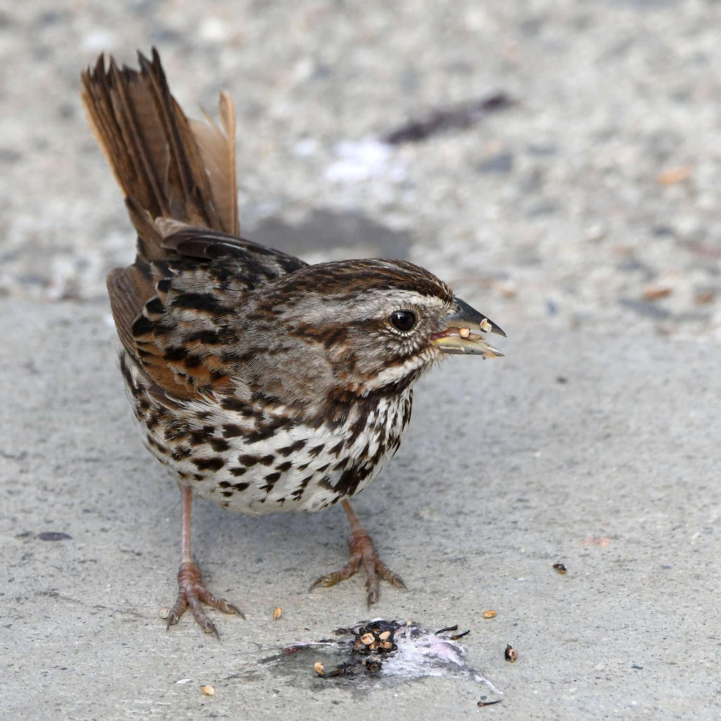 Sparrow6.jpg