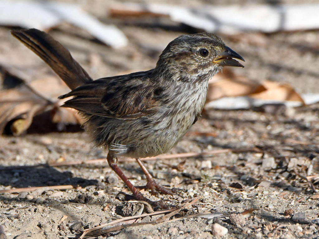 Sparrow6.jpg