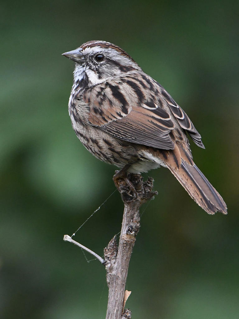 Sparrow6.jpg