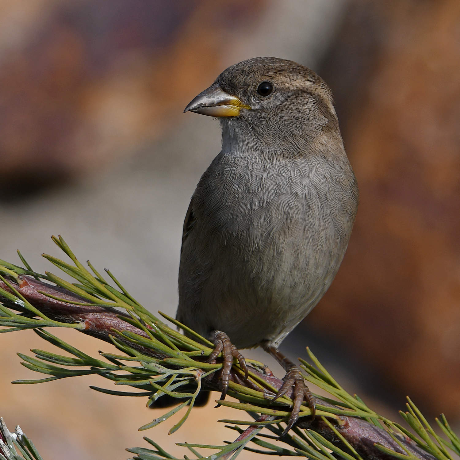 Sparrow6.jpg