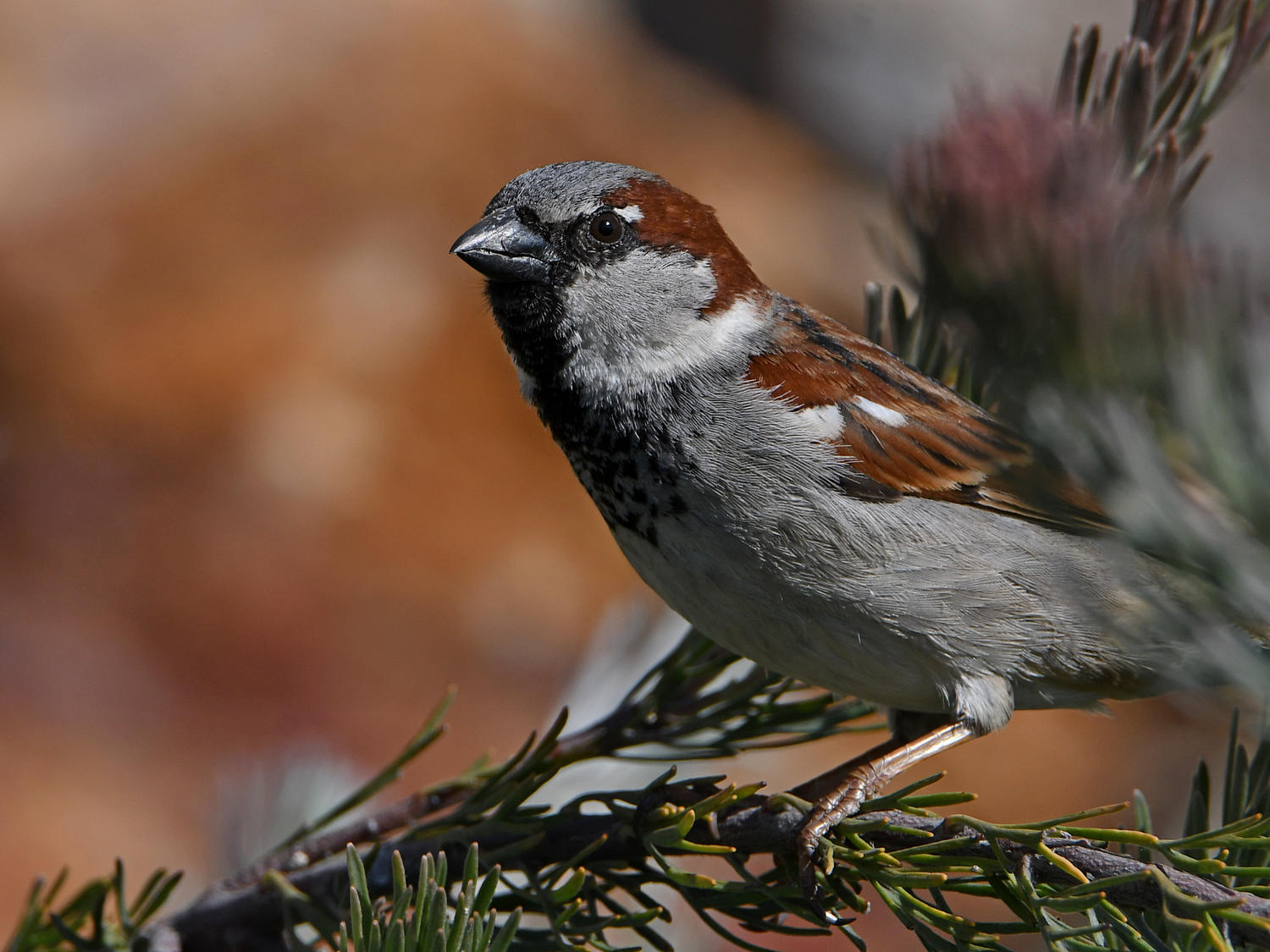 Sparrow6.jpg
