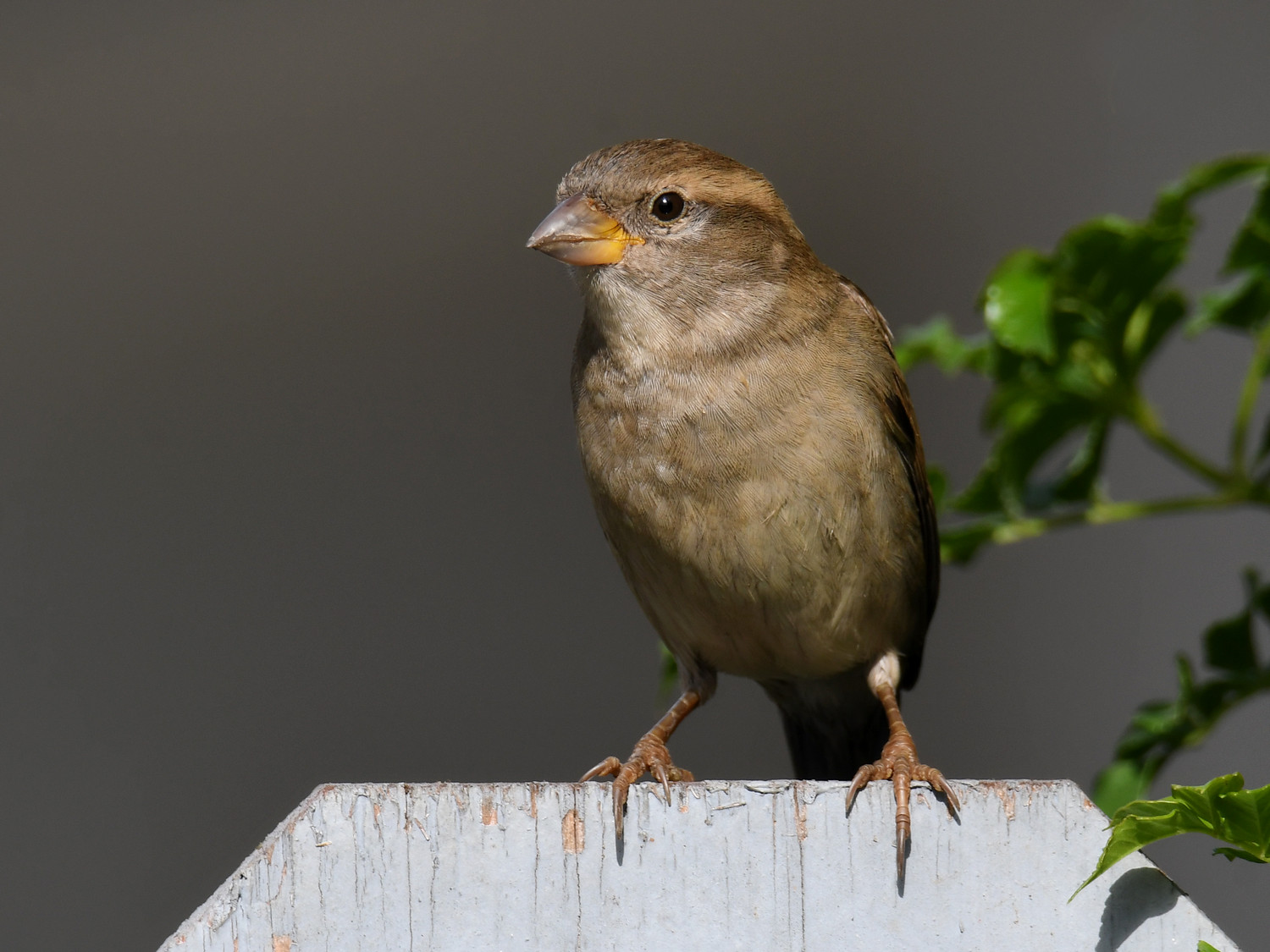 Sparrow6.jpg
