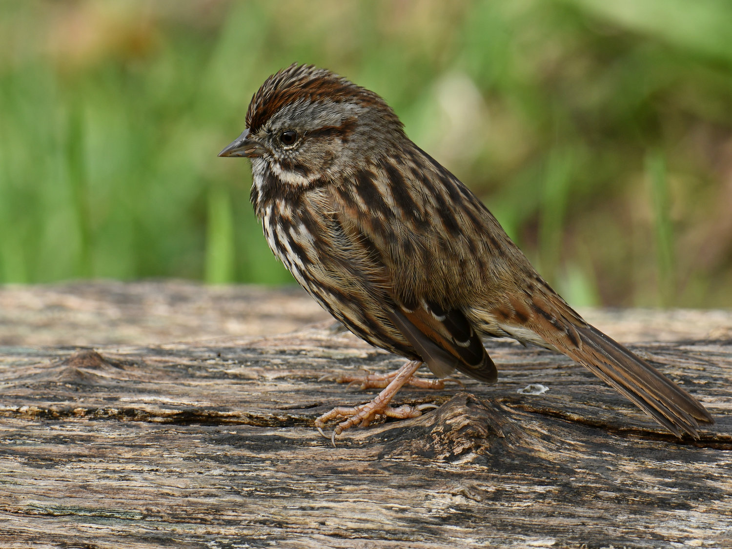Sparrow6.jpg