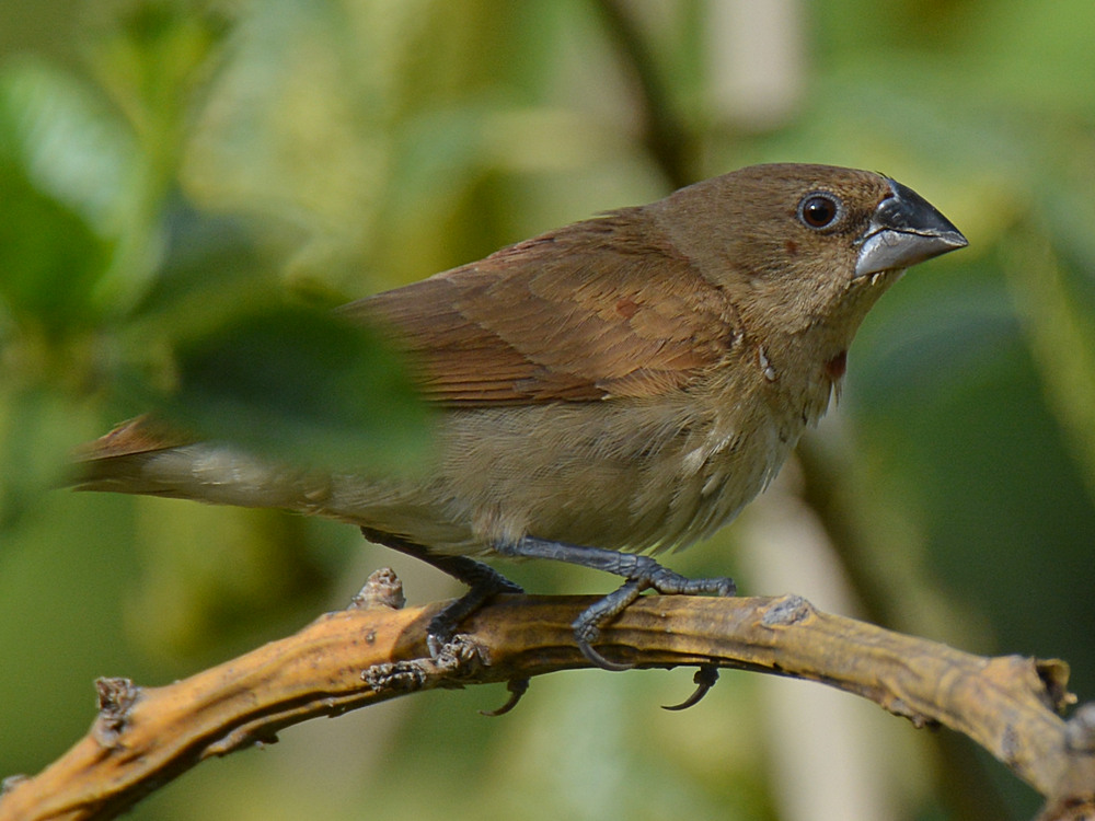 Sparrow7.jpg