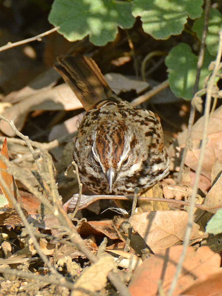 Sparrow7.jpg