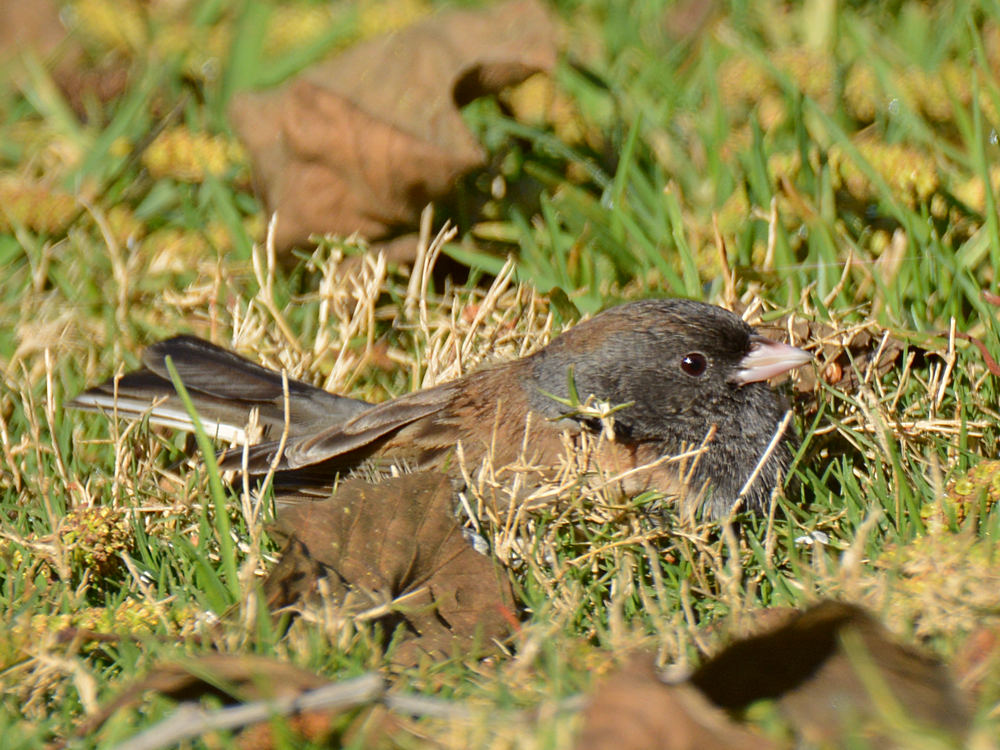 Sparrow7.jpg
