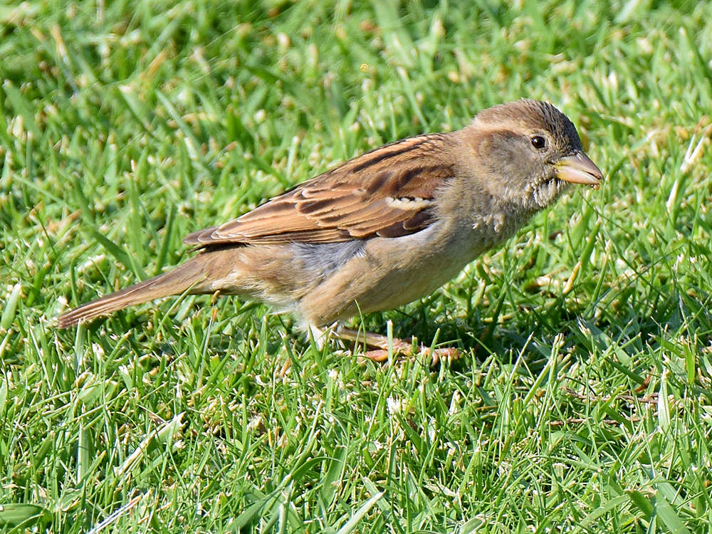 Sparrow7.jpg