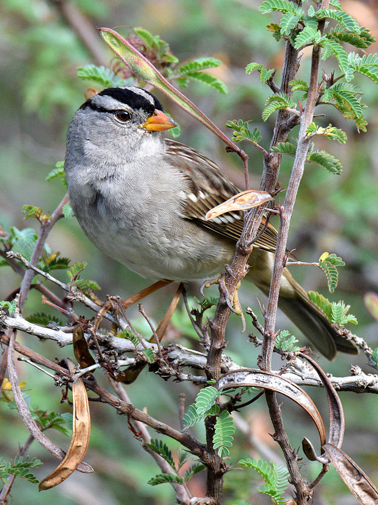Sparrow7.jpg