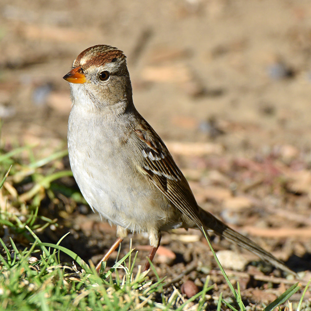 Sparrow7.jpg