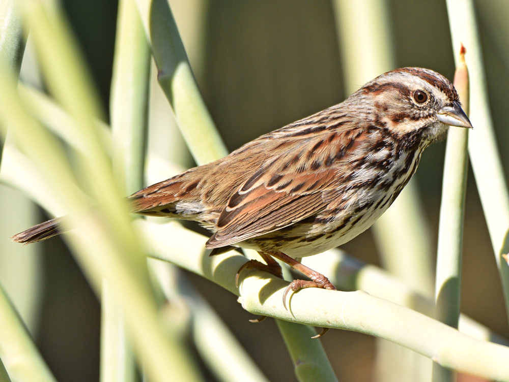 Sparrow7.jpg