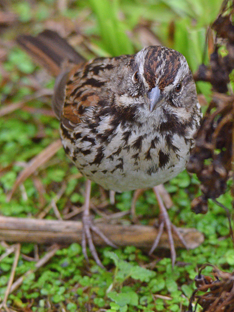 Sparrow7.jpg
