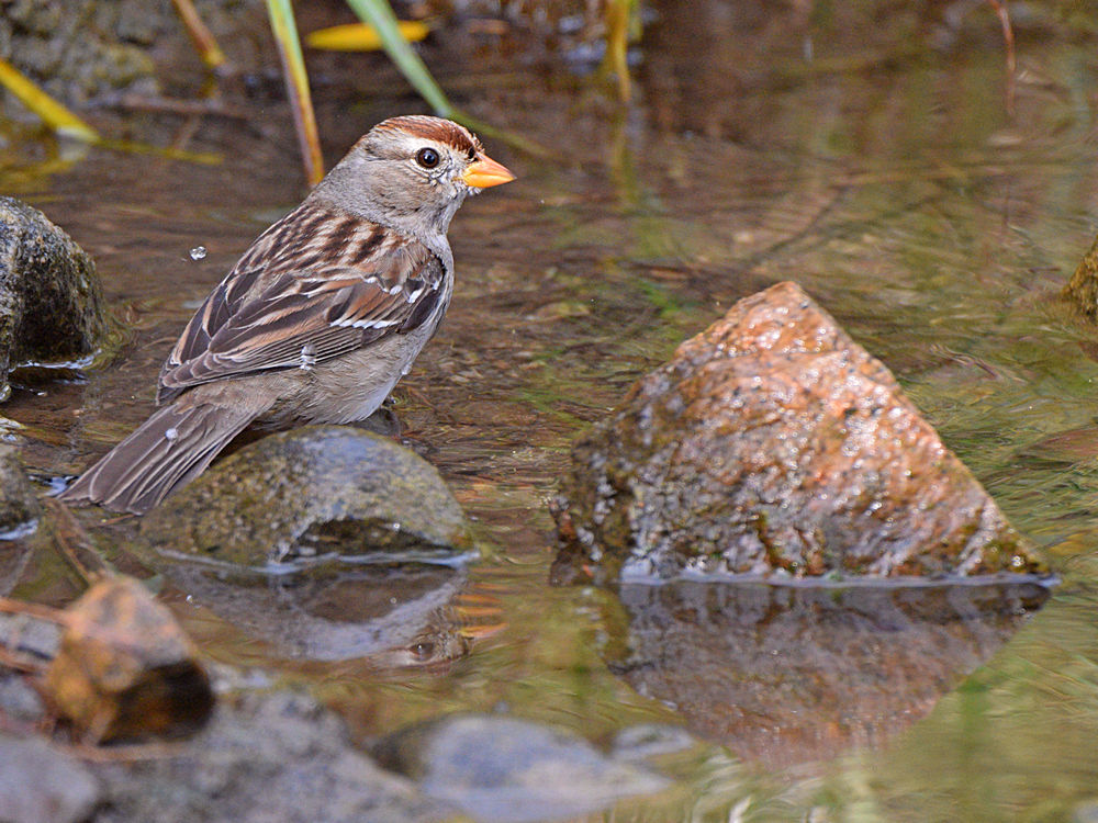 Sparrow7.jpg
