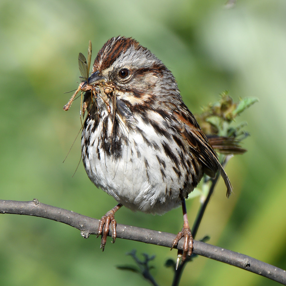 Sparrow7.jpg