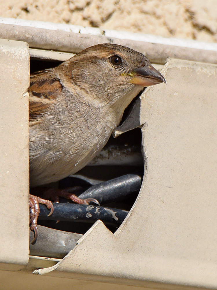 Sparrow7.jpg