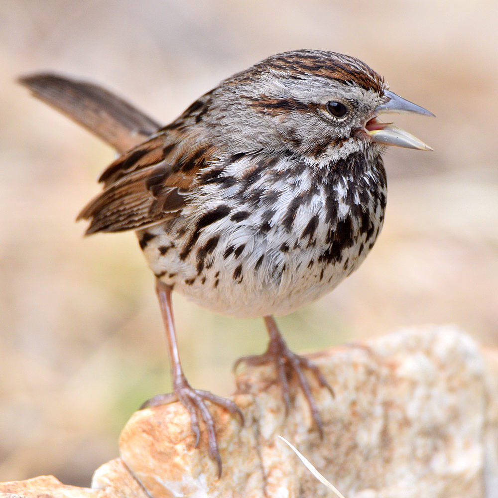 Sparrow7.jpg