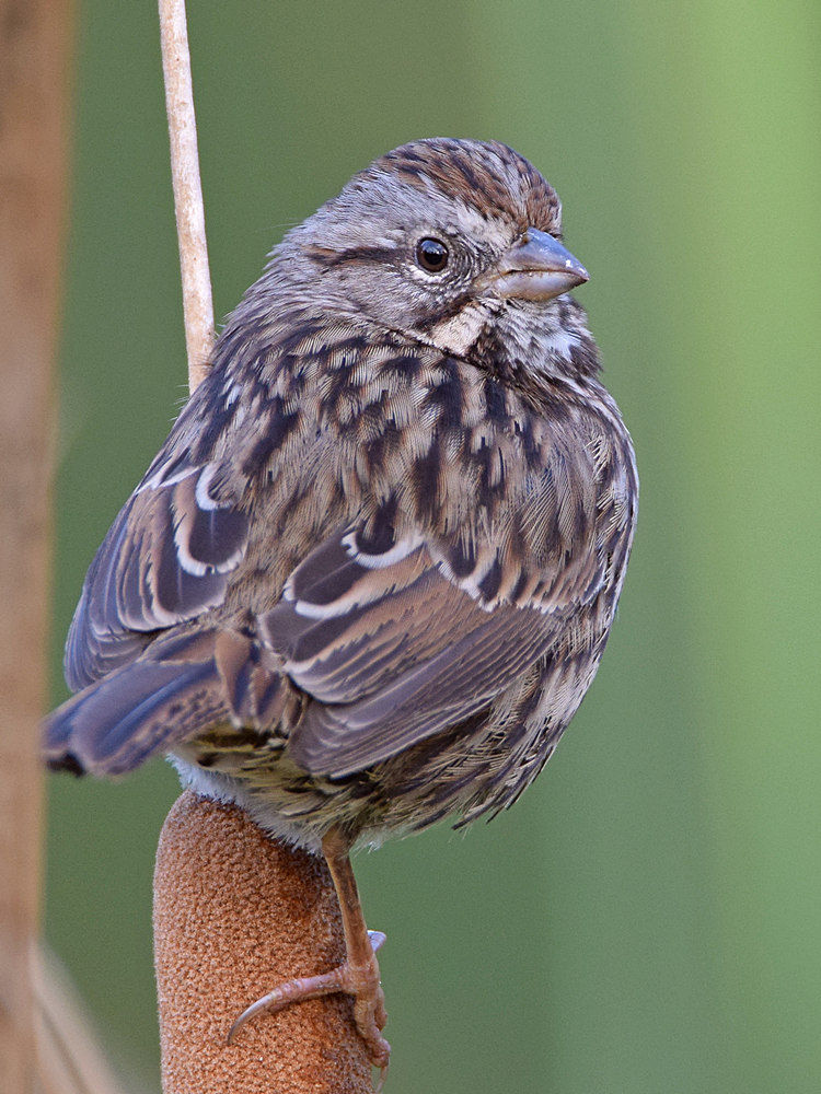 Sparrow7.jpg