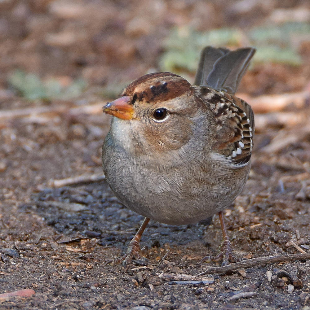 Sparrow7.jpg