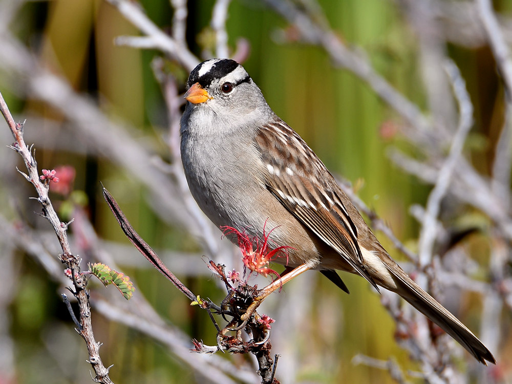 Sparrow7.jpg