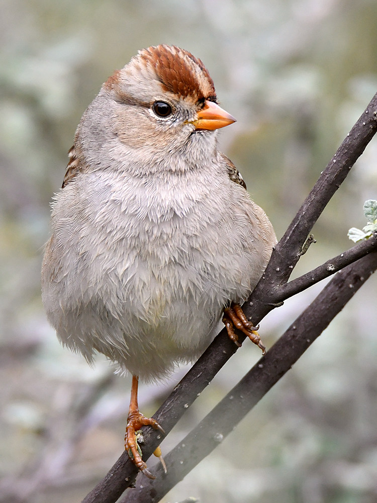 Sparrow7.jpg