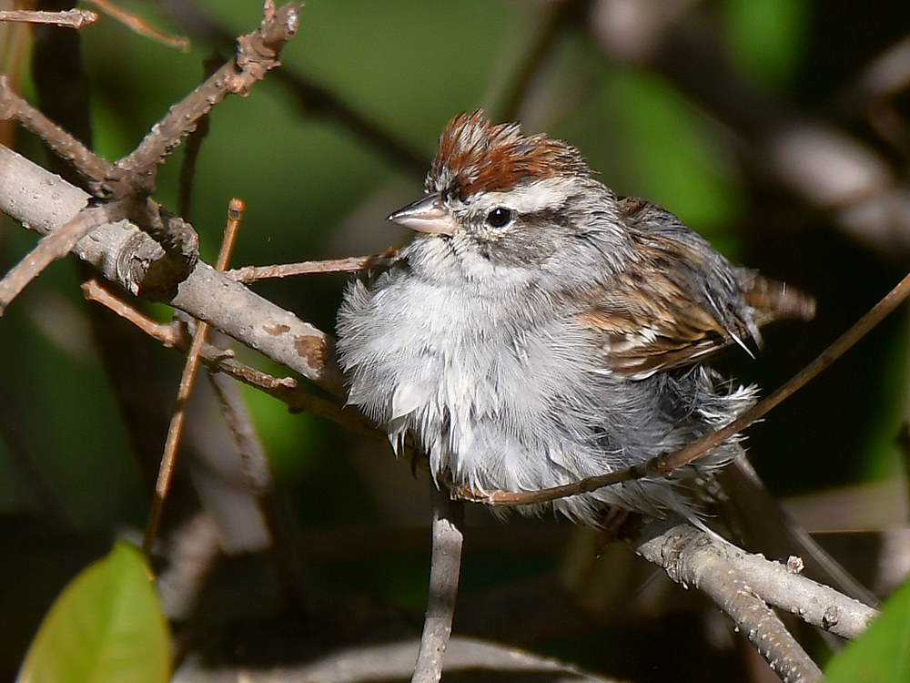 Sparrow7.jpg